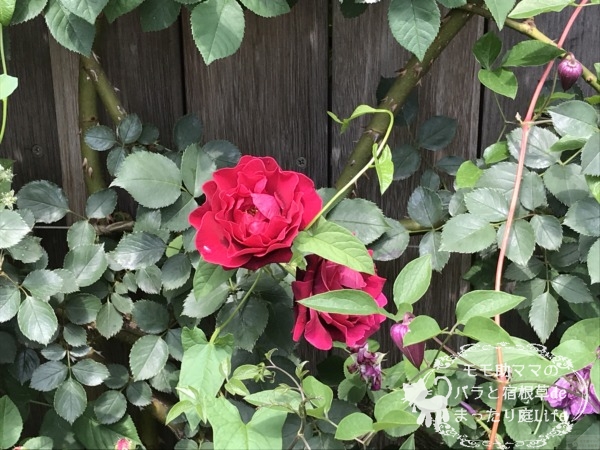 オデュッセイア