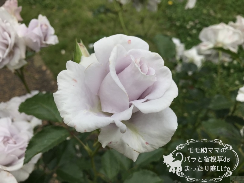 20210518花菜ガーデン_グレーシャス・グレイ (3)