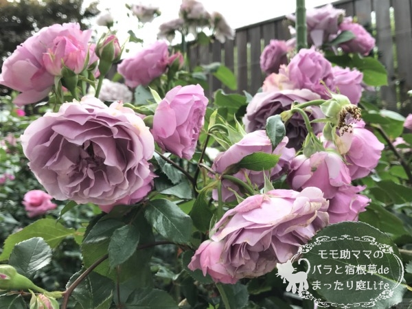 シャドウオブザムーン