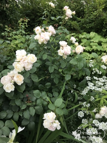 マーシャスタンホープ