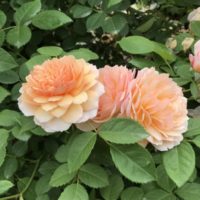 20210518花菜ガーデン_グレイス (2)