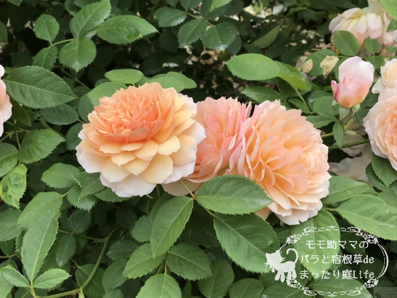 20210518花菜ガーデン_グレイス (2)