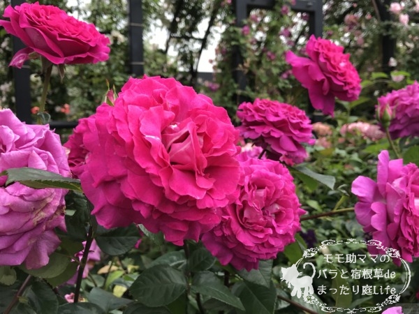 シャルトルーズ・ドゥ・パルム