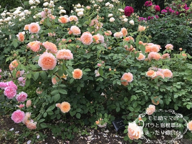 20210518花菜ガーデン_グレイス (1)