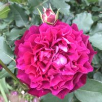 ベルベティ・トワイライト