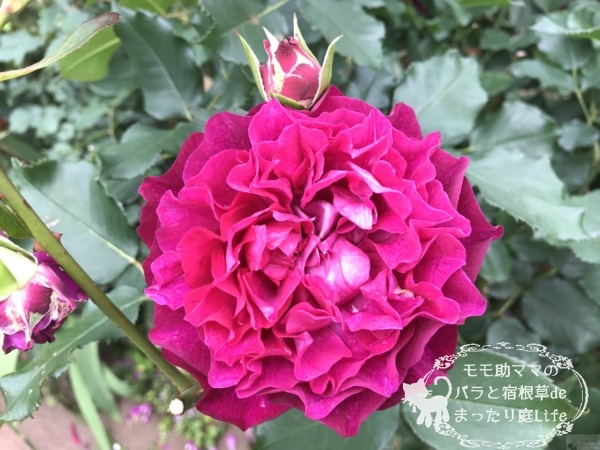 ベルベティ・トワイライト