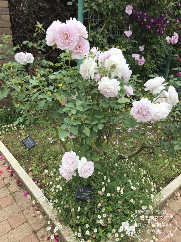 ニューウェーブ