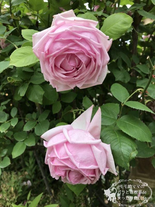 20210518花菜ガーデン_ラ・フランス (3)