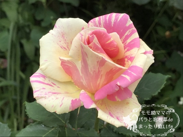 ベリー・ベリー・ベッキー・ローズ