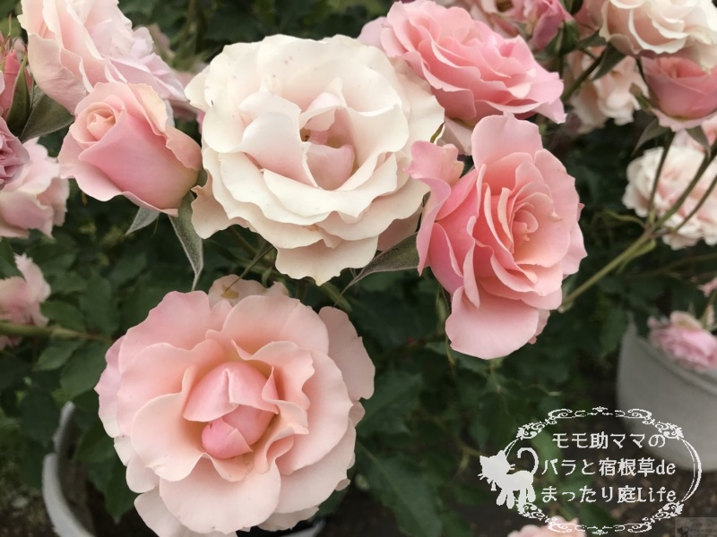 20210518花菜ガーデン_しののめ (3)