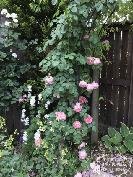 アイスフォーゲル