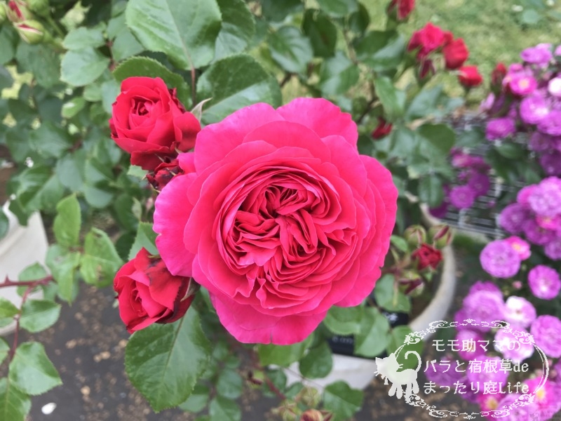 20210518花菜ガーデン_レッド・レオナルド・ダ・ヴィンチ (1)