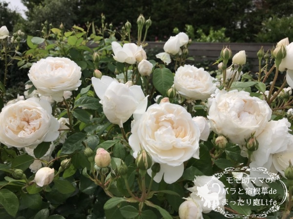 グラミス・キャッスル