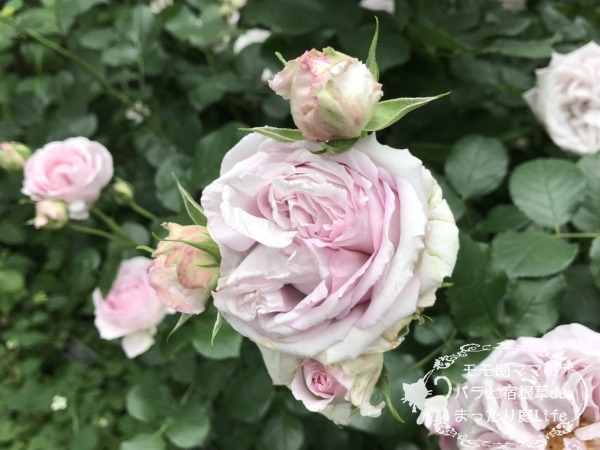 フォーエバーフレンズ