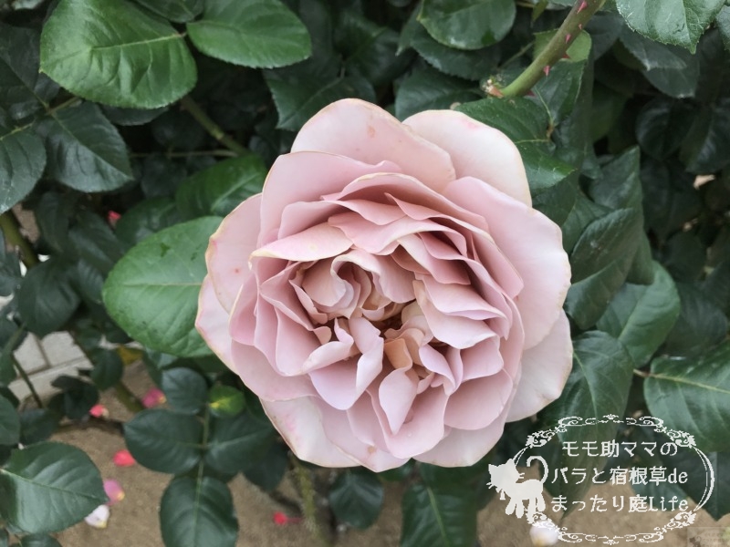 20210518花菜ガーデン_カフェラテ (1)