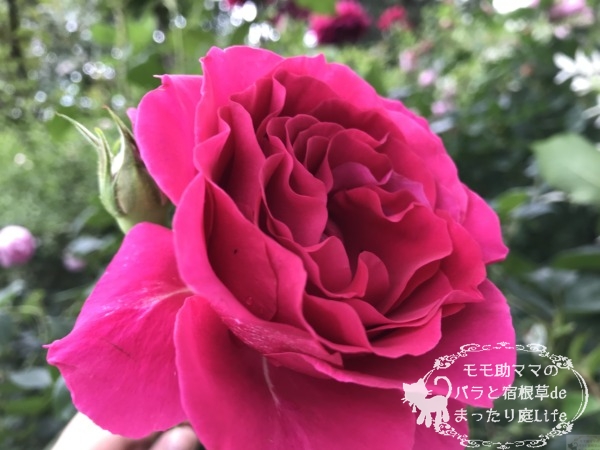 マコン・ルージュ