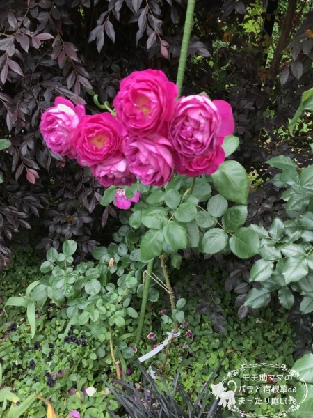 パープル・ハート