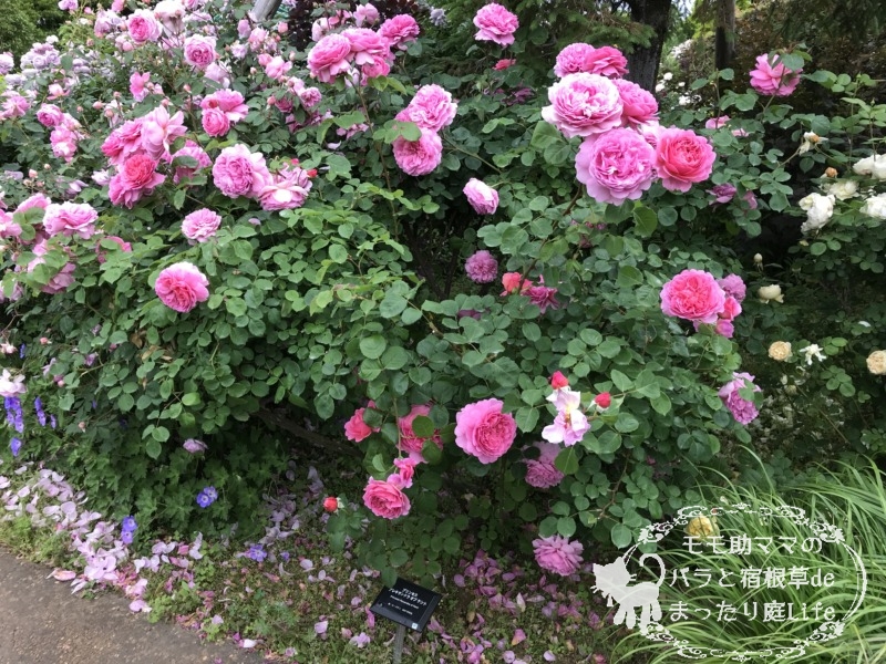 リンセス・アレキサンドラ・オブ・ケント