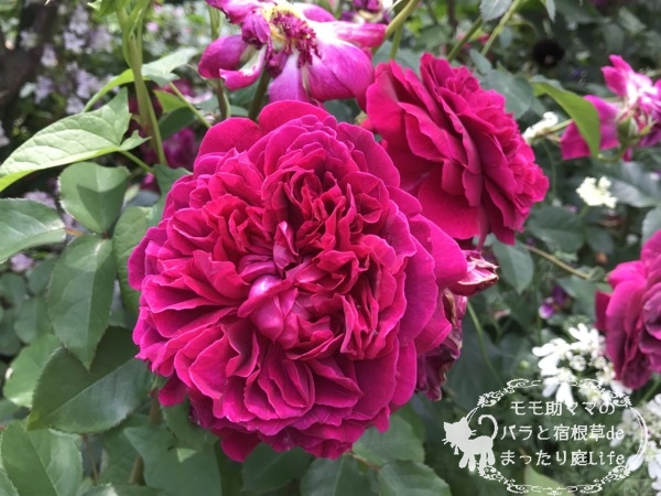 ウィリアム・シェイクスピア2000