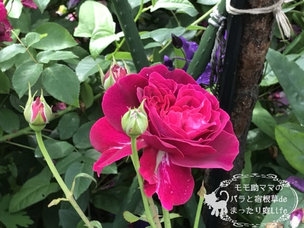 ウィリアム・シェイクスピア2000