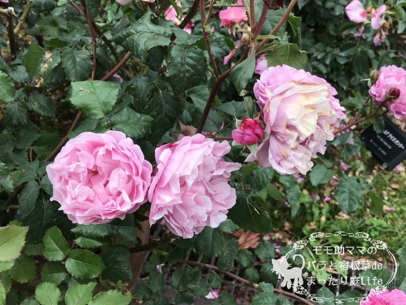 20210518花菜ガーデン_サントノーレ (2)