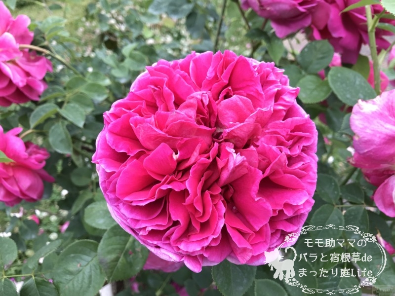 20210518花菜ガーデン_レディ・オブ・メギンチ (4)