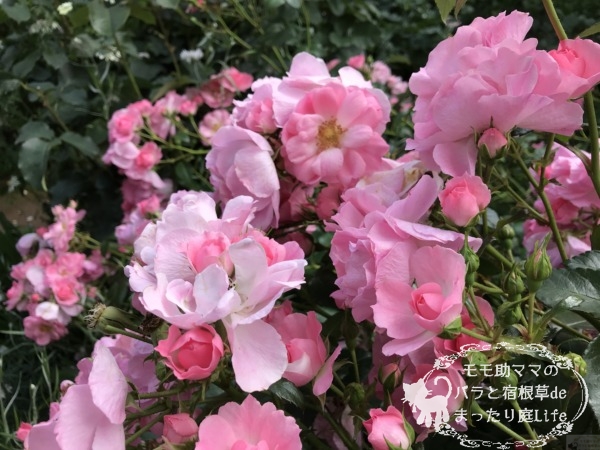 シティ・オブ・ヨコハマ