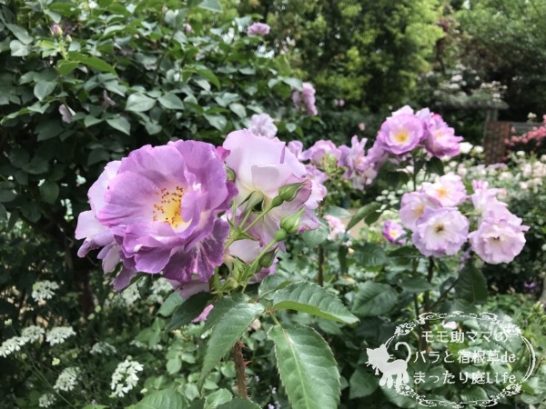 ブルー・フォー・ユー