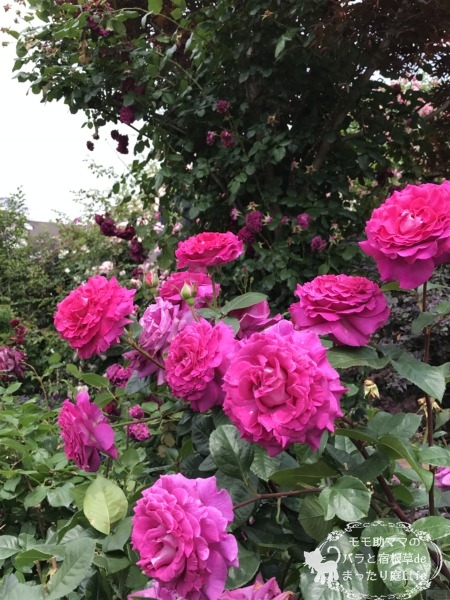 シャルトルーズ・ドゥ・パルム