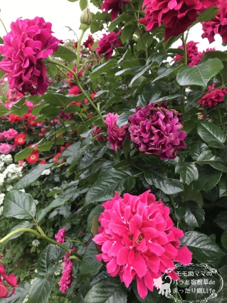 グラマラスラッフル