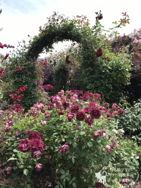 バーガンディアイスバーグ