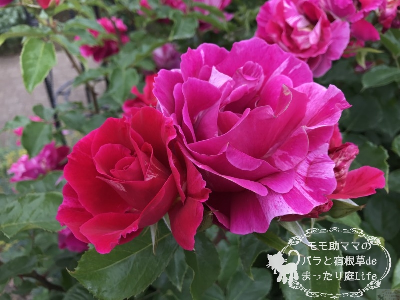 20210518花菜ガーデン_ギー・サヴォア (4)