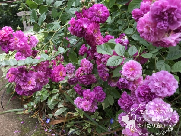 スイートチャリオット