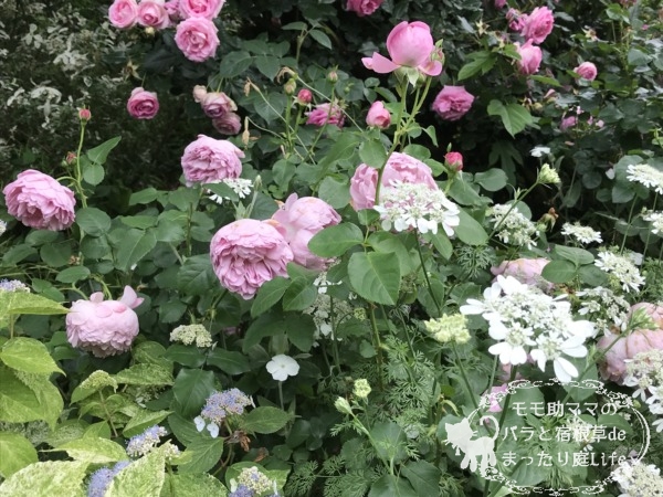 チャールズ・レニー・マッキントッシュ