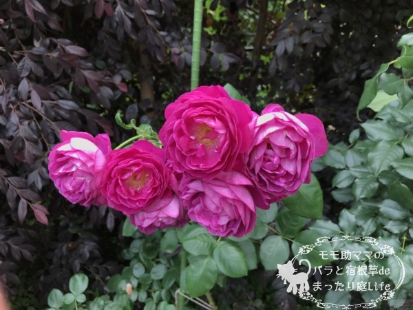 パープル・ハート