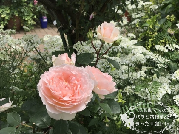 メルヘンツァウバー