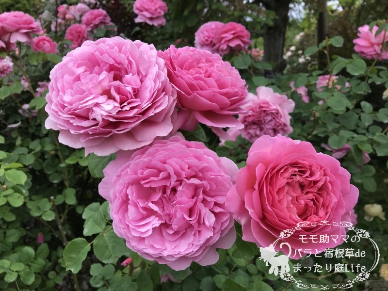 プリンセス・アレキサンドラ・オブ・ケント