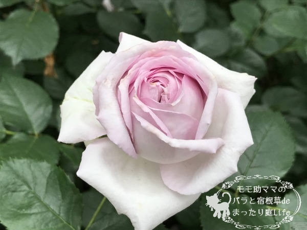 フォーエバーフレンズ