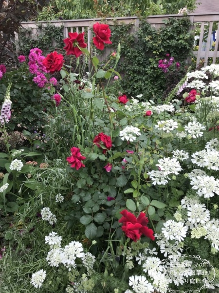 クリムソン・グローリー