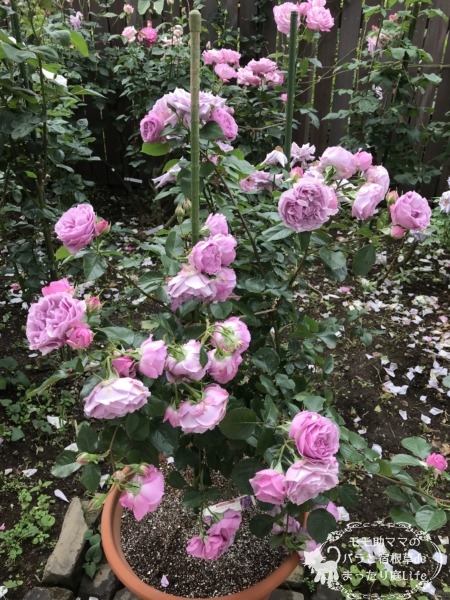 シャドウオブザムーン