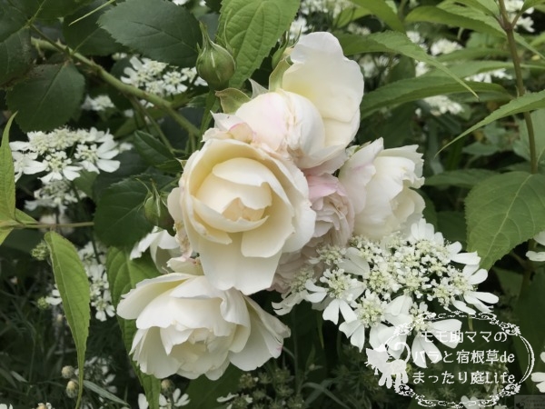 ステファニー・グッテンベルク