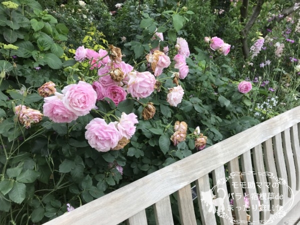 マダム・ルナイ