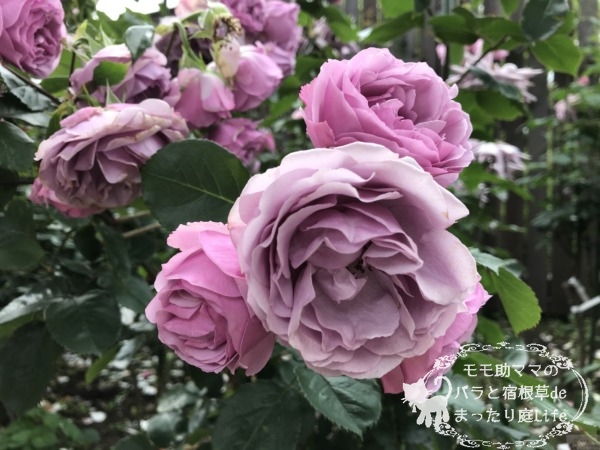 シャドウオブザムーン