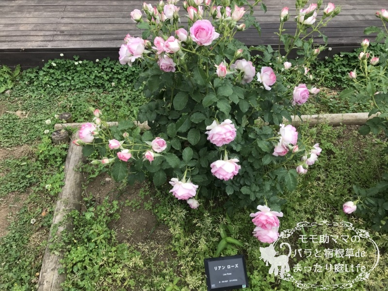 20210518花菜ガーデン_リアンローズ (2)