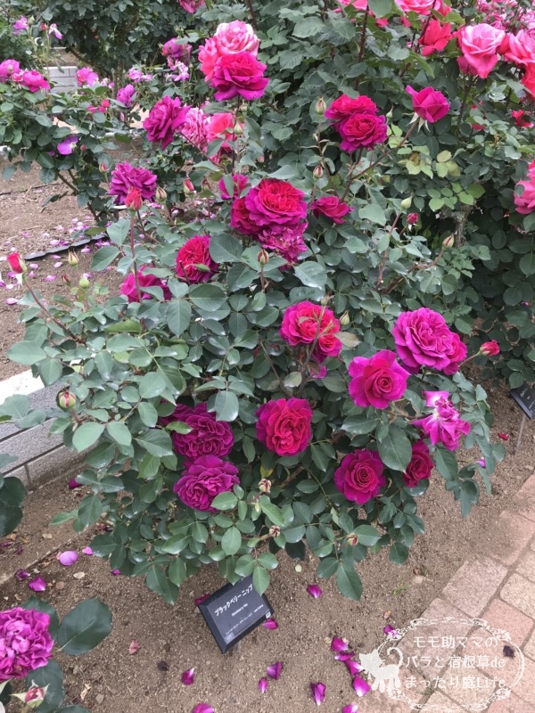 ブラックベリーニップ