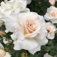 フレンチレース