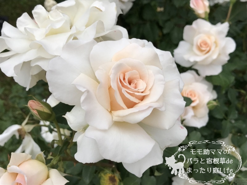 フレンチレース