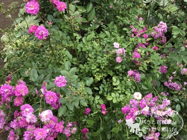 スイートチャリオット