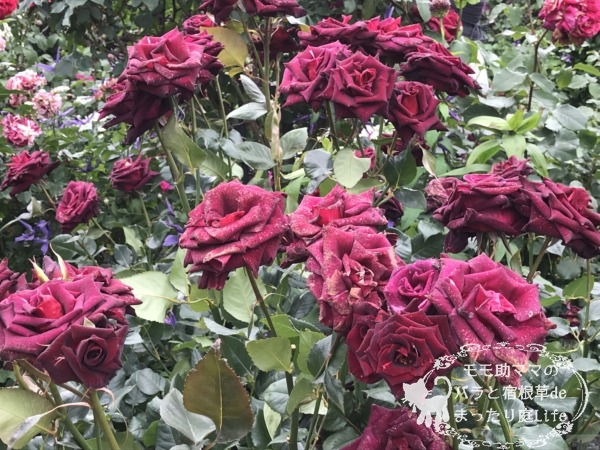 ブラック・バカラ