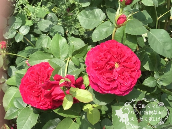 ダーシー(切り花)